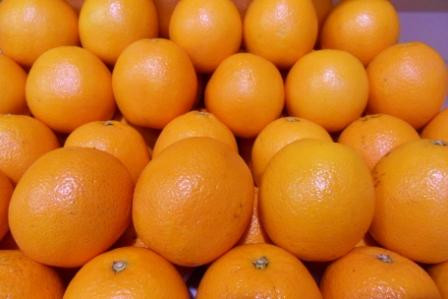 Orange   ( le kilo )